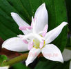 Bulbi Tricyrtis Hirta Alba (Orhidee)