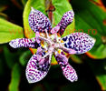 Bulbi Tricyrtis Hirta (Orhidee)