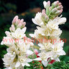 Bulbi Tuberoze Classic (Polianthes)
