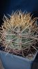 Ferocactus chrysacanthus