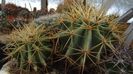 Ferocactus repenhagenii