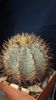 Ferocactus glaucescens