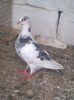 Imag033 (2)