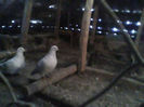 IMG0372A