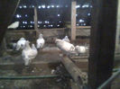 IMG0373A