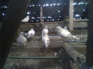 IMG0374A