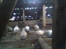 IMG0375A