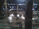 IMG0376A