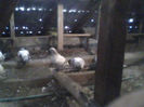 IMG0377A