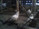 IMG0378A