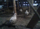 IMG0379A