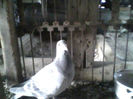 IMG0384A