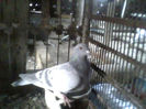 IMG0386A