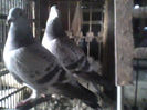 IMG0387A