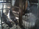IMG0388A
