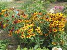 Rudbeckia (2)