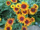 Rudbeckia (9)