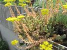 Sedum reflexum (2)