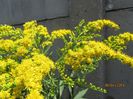 Solidago (3)