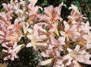 Amaryllis belladonna