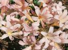 Amaryllis belladonna