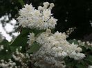 Deutzia