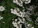 Deutzia