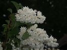 Deutzia