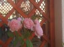 Alnwick castle rose