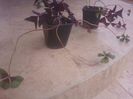 Oxalis mix