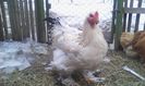 cocos brahma