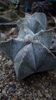 Astrophytum myriostigma coahuilense SB 1417