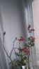 Kalanchoe floare rosie 15 ron
