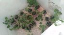 Muscate rosii diverse dimensiuni