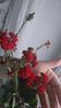 Kalanchoe floare rosie