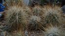 Echinocereus ferreireanus, Baja California.