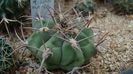 Gymnocalycium nigriareolatum v. simoi P-39 Graciana Catamarca