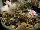 Turbinicarpus panarottoi