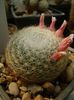 Mammillaria lenta