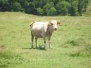 vaca la Moldova