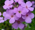 Liliac de vară (Hesperis Matronalis)