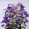 Clopotei pereni Bellflowers mix0