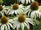 Echinacea White Swan0