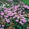 Cyclamen Hardy Mixed
