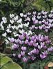 Cyclamen Hardy Mixed0