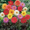 Gherghine Dahlia Bronze Leaf mix0