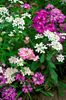 Lilicele Iberis Fairy mix 