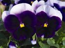 Panselute Viola Beaconsfield