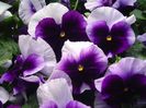Panselute Viola Beaconsfield1