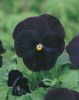 Panselute Viola Blackjack 